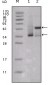 ESR1 Antibody
